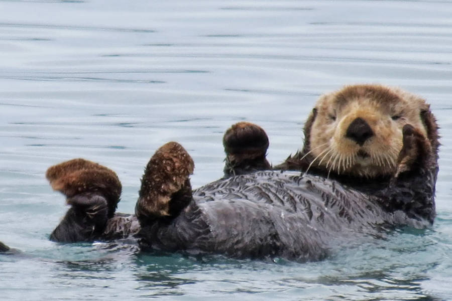 Sea Otters Take Over Twitch’s New Category